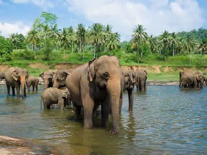 Pinnawala Elephant Orphanage